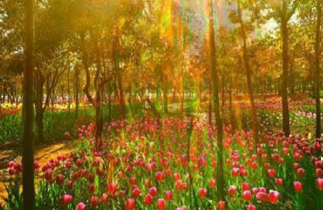爱丽芬