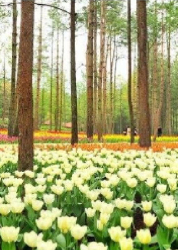 爱丽芬
